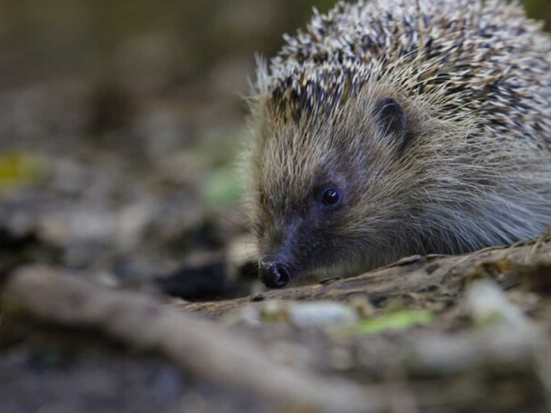 The Epic Adventure of a Hedgehog