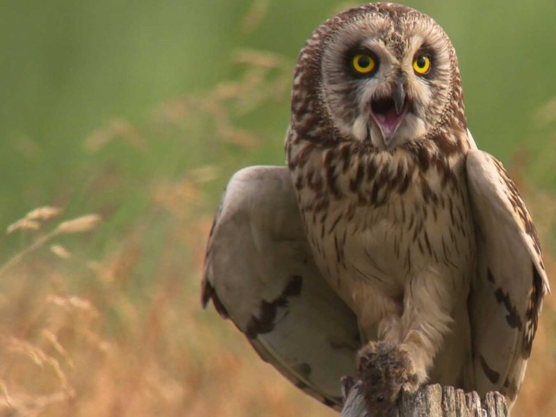 Germany's wild north