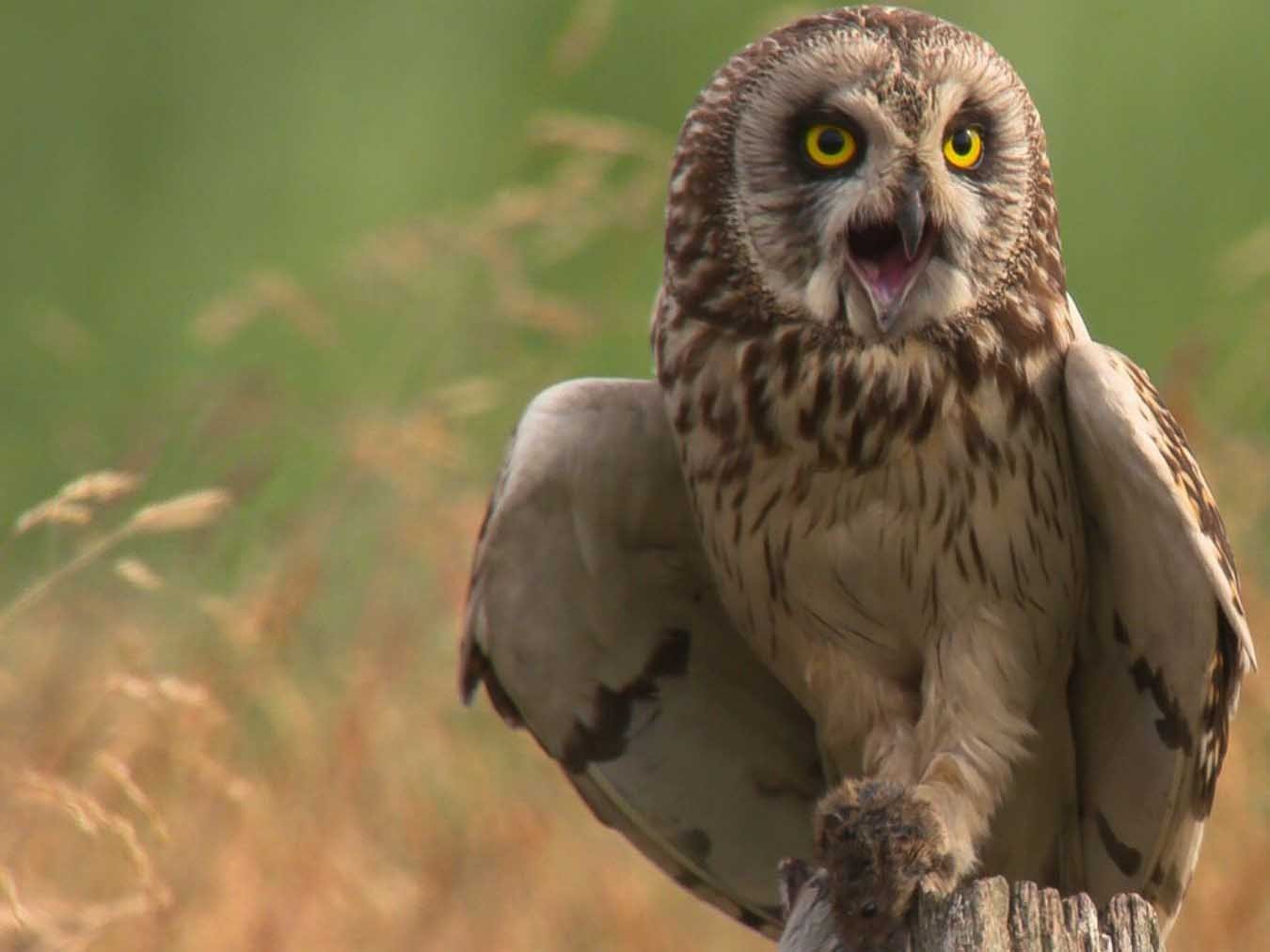 Germany's wild north - Schleswig-Holstein