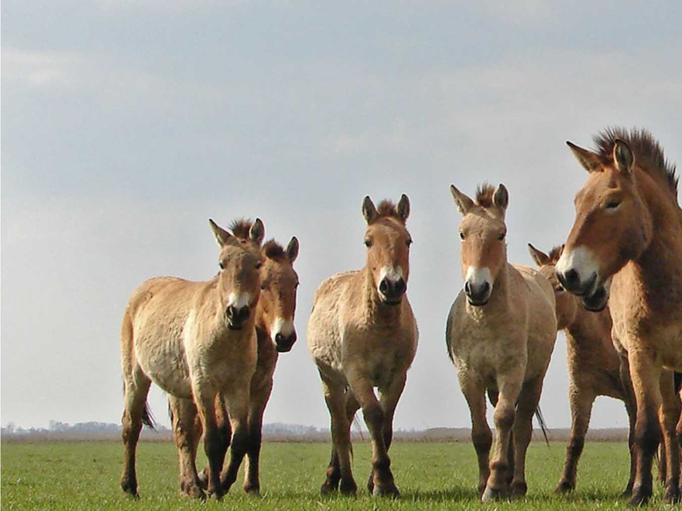 WILD HORSES - A TALE FROM THE PUSZTA