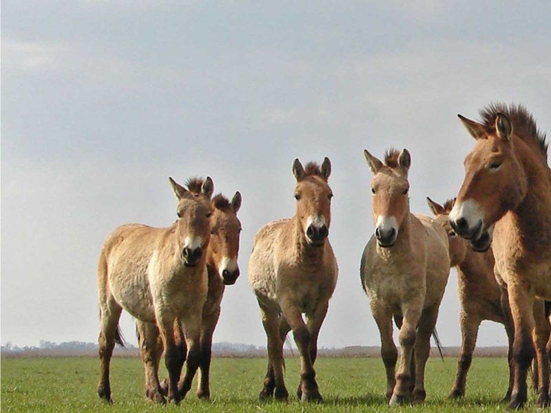 Wild Horses