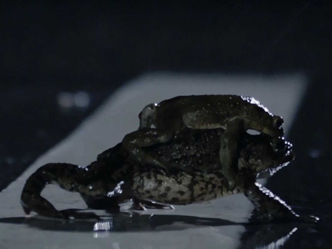 Im Zaubertal der Kröten