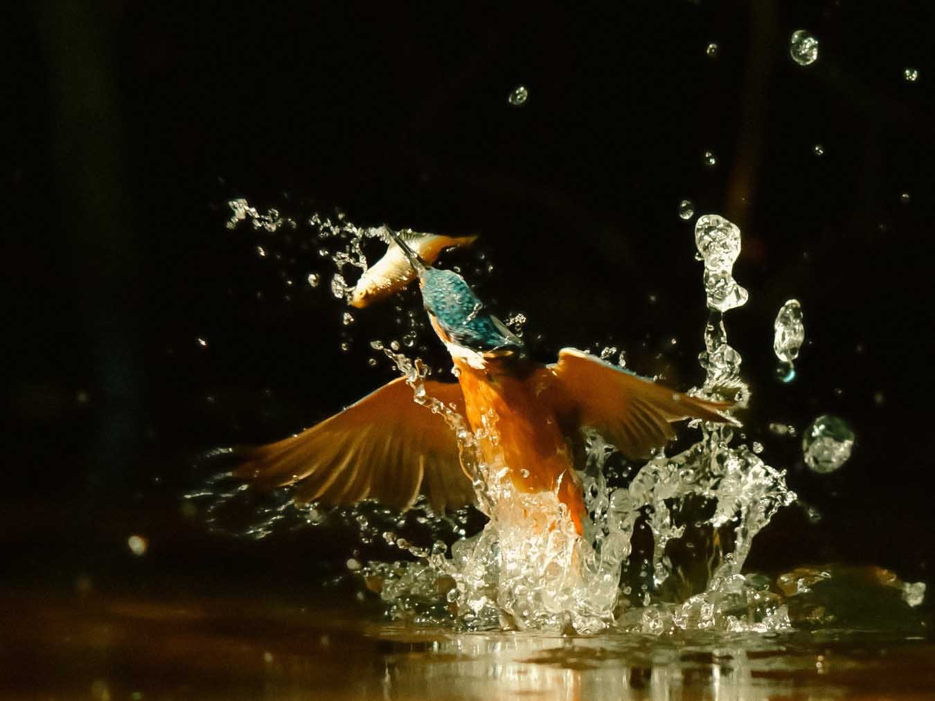 Nature's Magic Moments