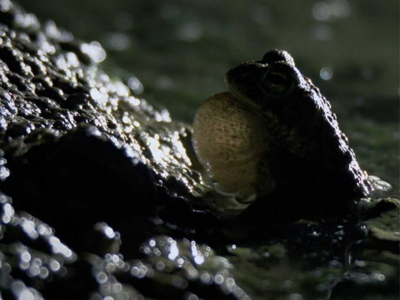 Arten schützen – aber wie?