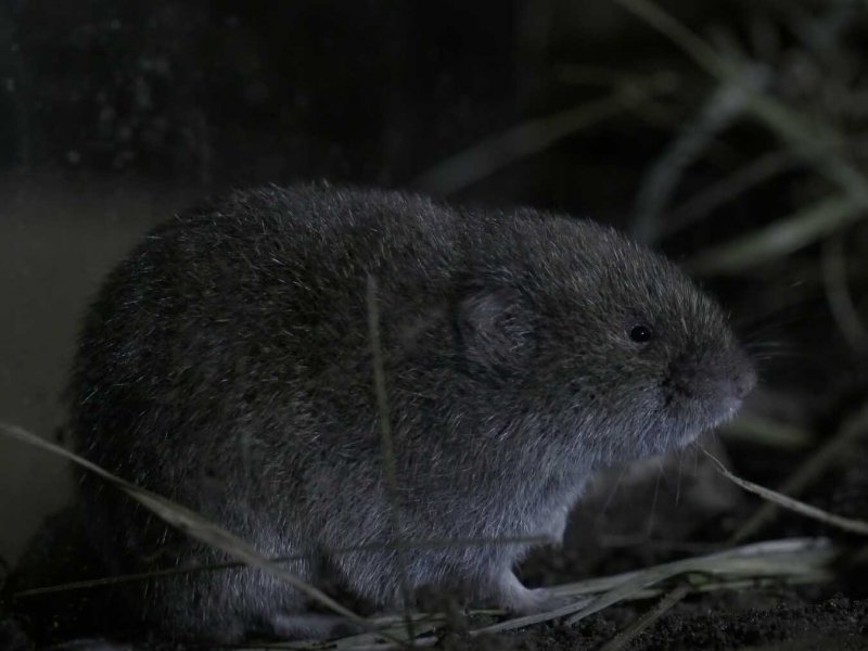 Die Bayerische Kurzohrmaus