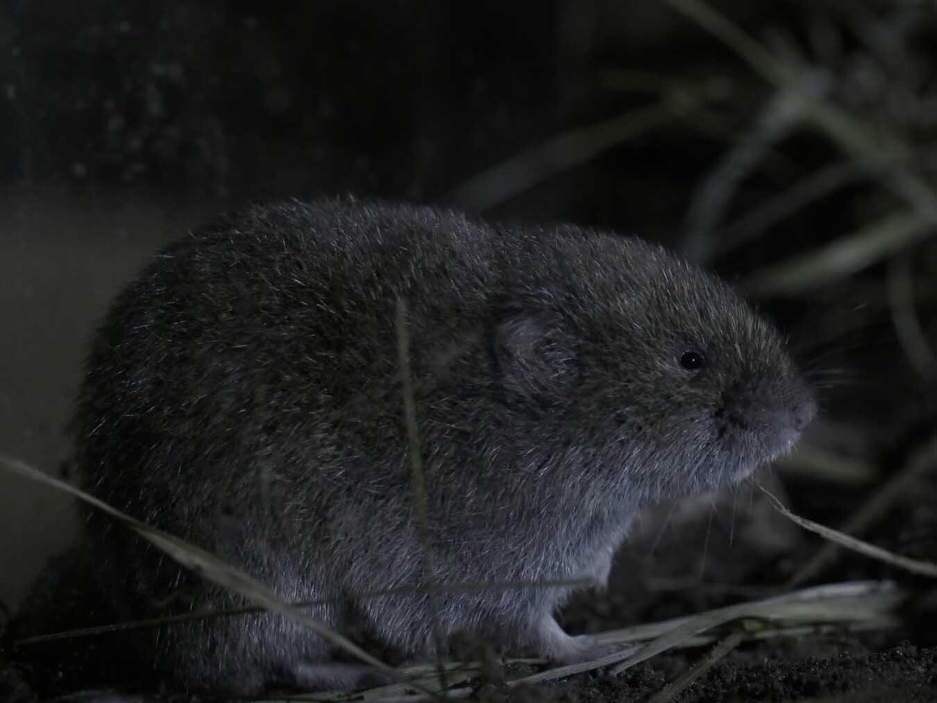 Die Bayerische Kurzohrmaus