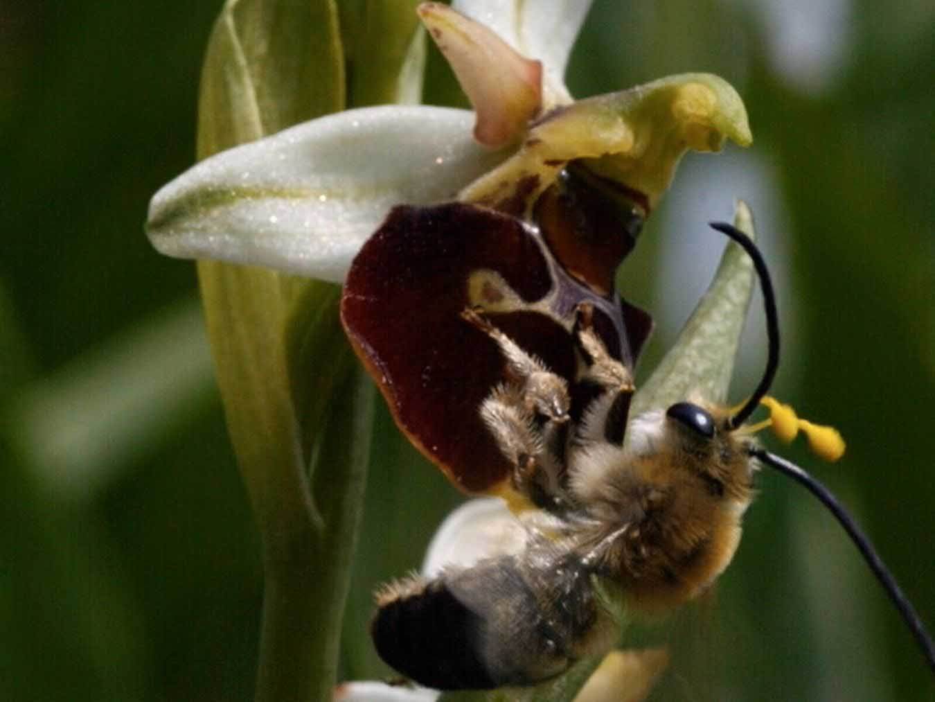 Gute Nachrichten vom Planeten – Wie wir Moor, Heide und Wiese schützen