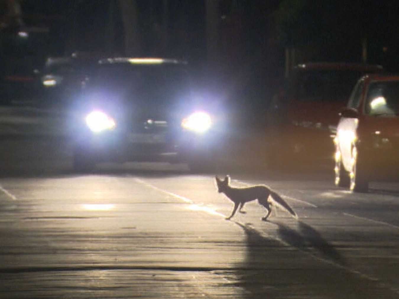 Wildwechsel – Tiere auf Achse