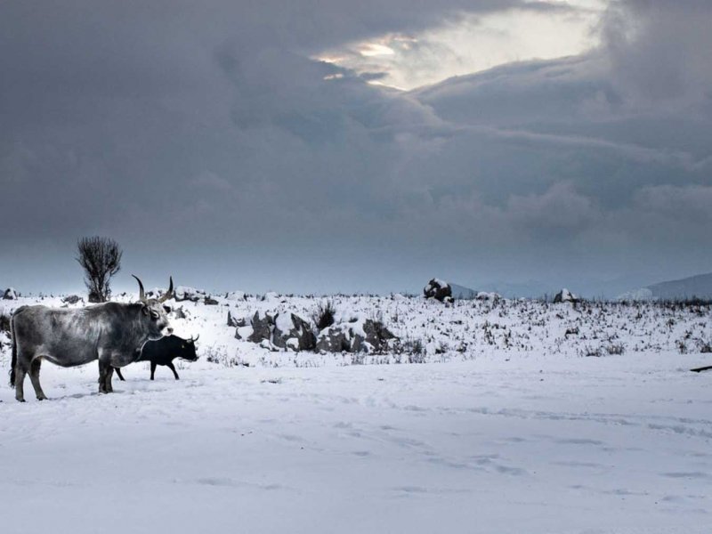 The Return of the Aurochs