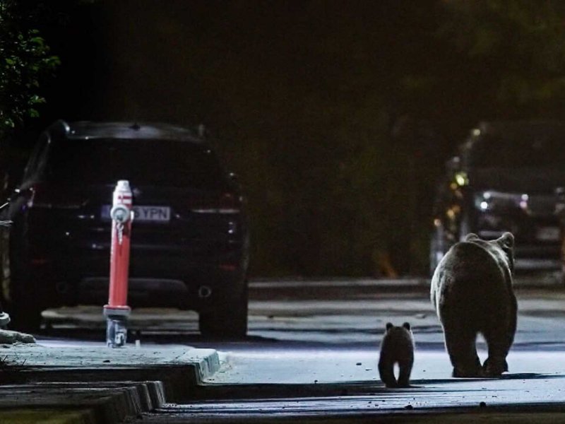 Backyard Bears of Transylvania