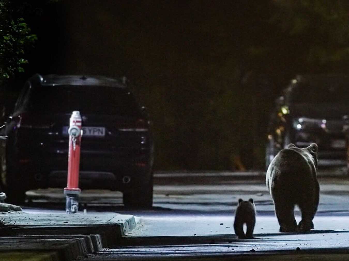 Bärenalarm in Transsilvanien