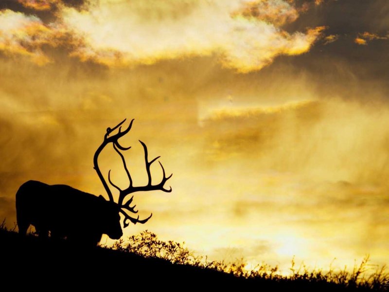 A Call from the Wild