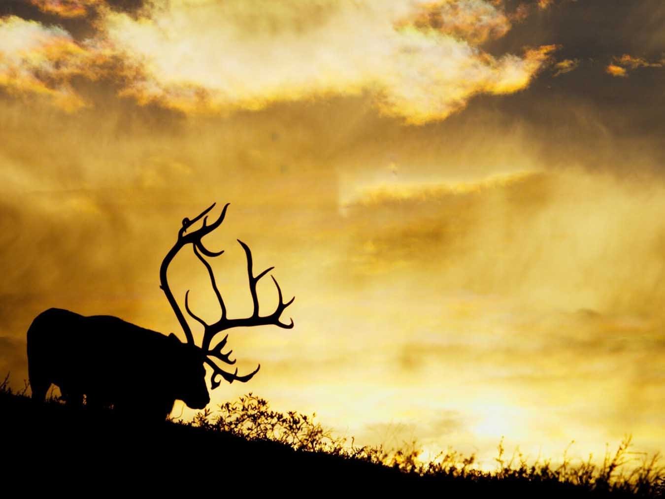 A Call from the Wild