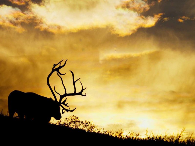 A Call from the Wild