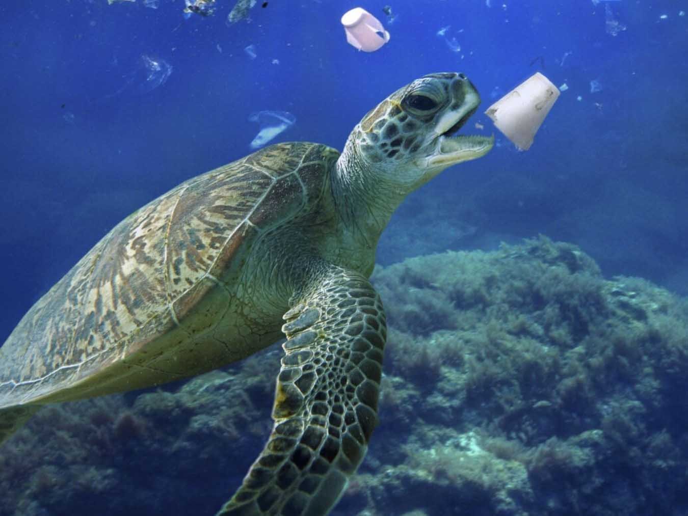 Mediterranean life under siege