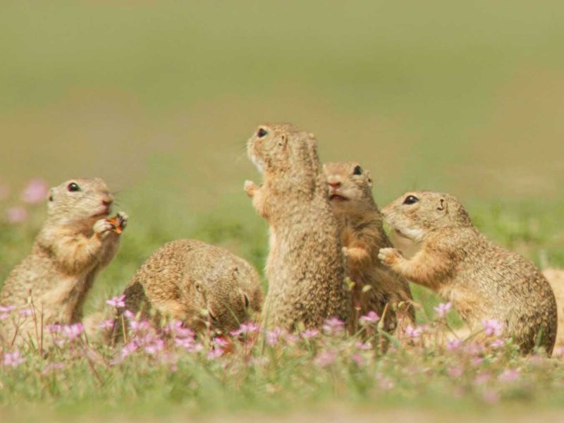 Ziesel &ndash; Die H&ouml;rnchen von der Steppenwiese