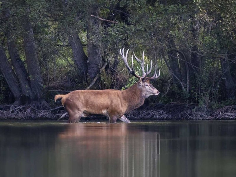 Oh Deer!