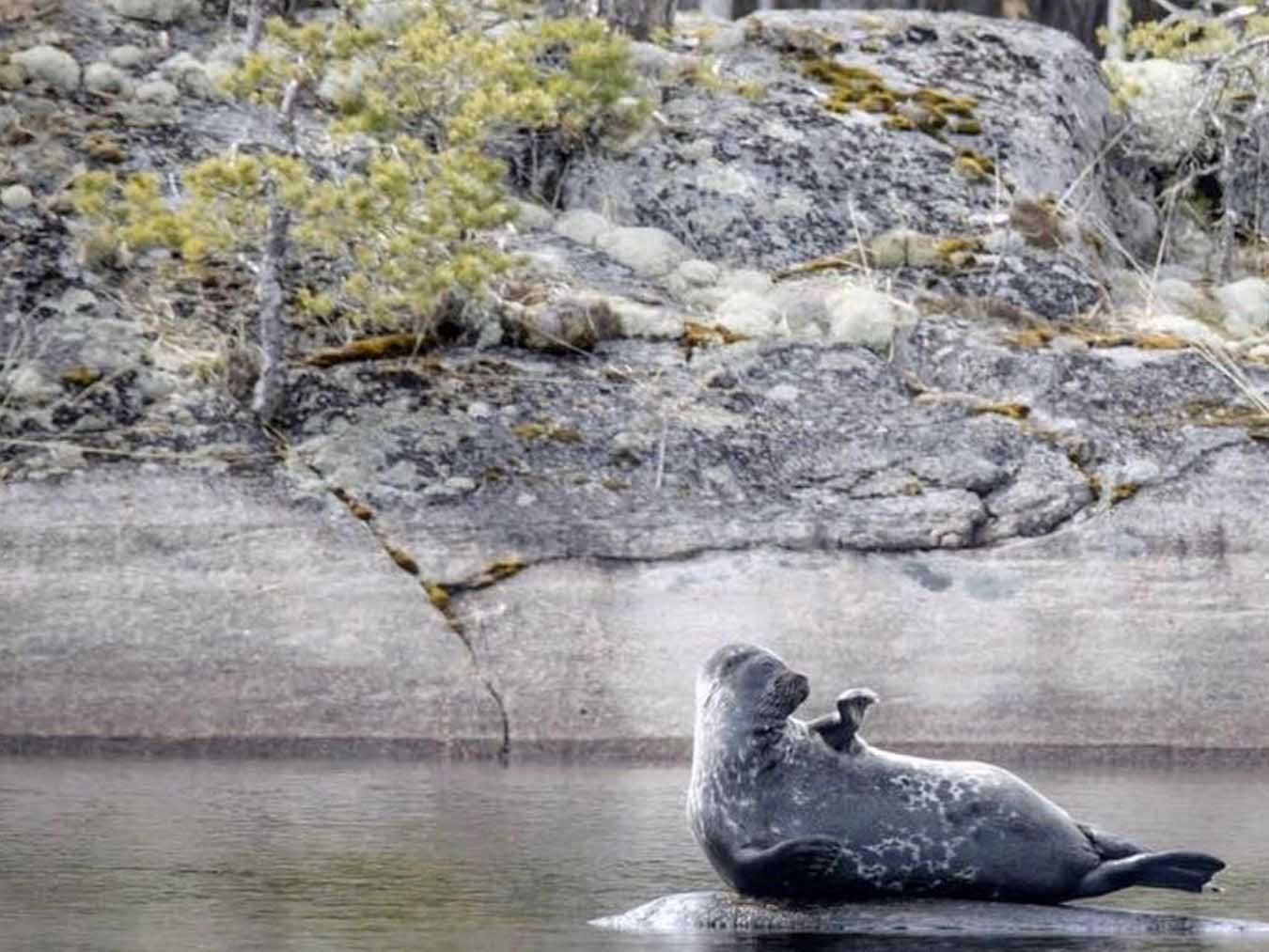Operation Saimaa Seal