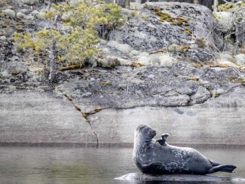 Operation Saimaa Seal