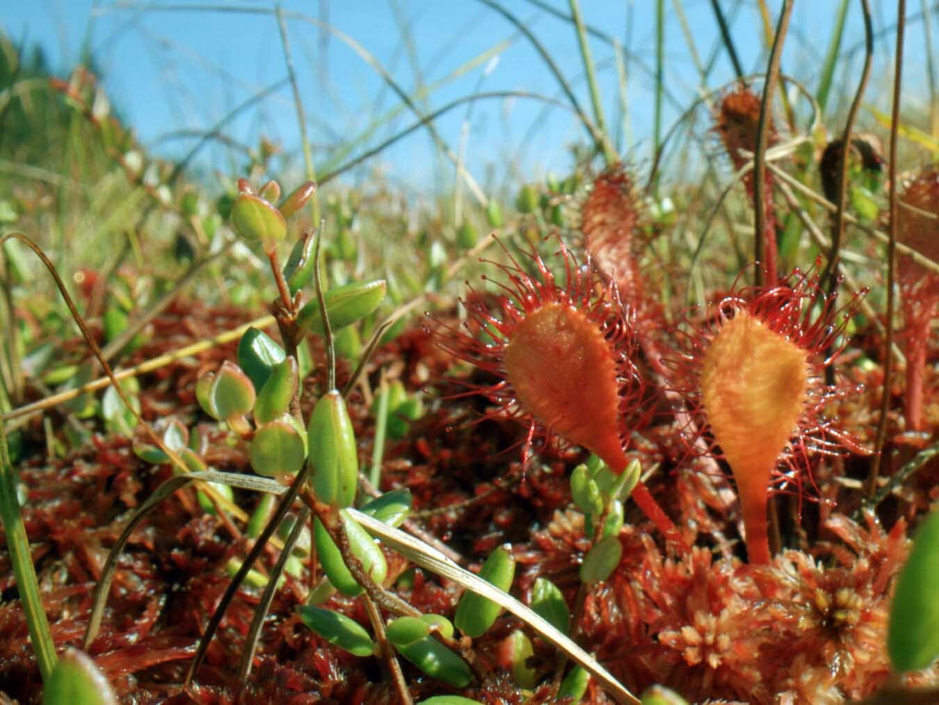 Geheimnisvolle Moorlandschaften