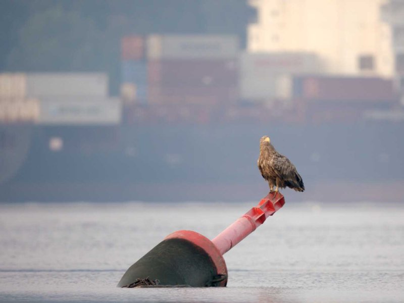 Tierisches Hamburg