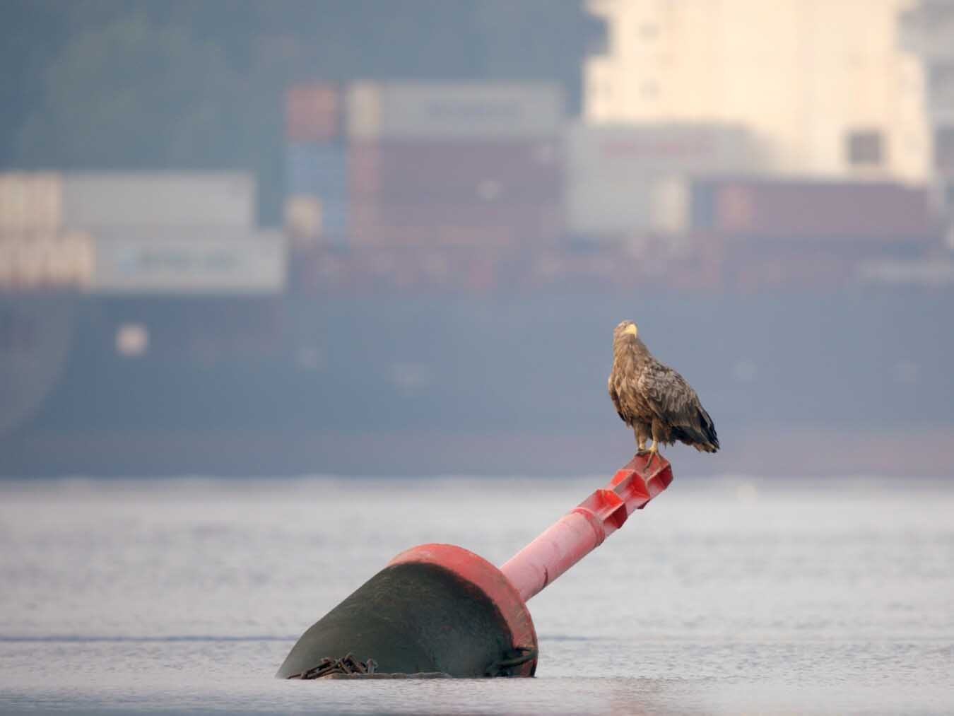 Animal Hamburg – Nature in a city of millions