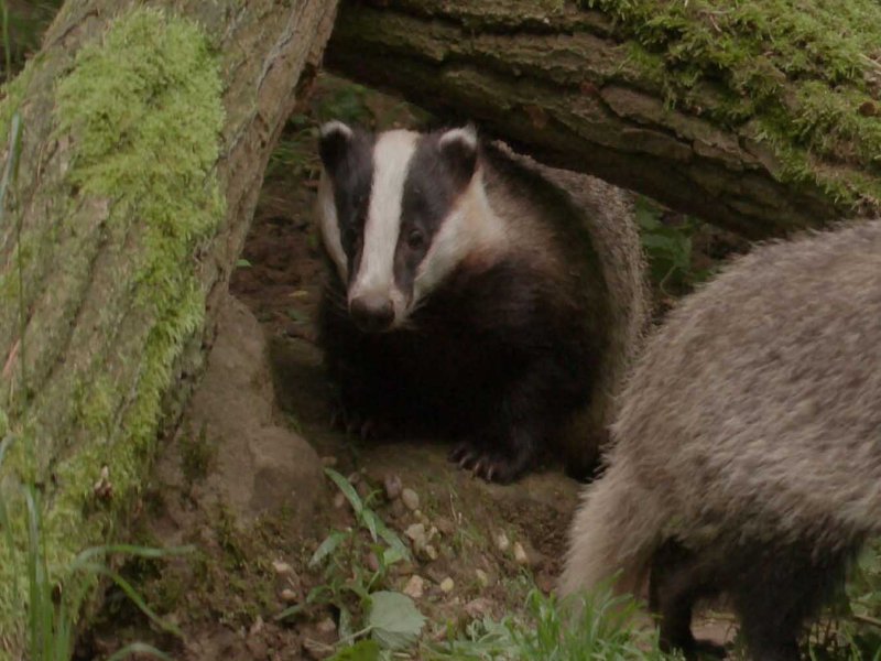 Badgers