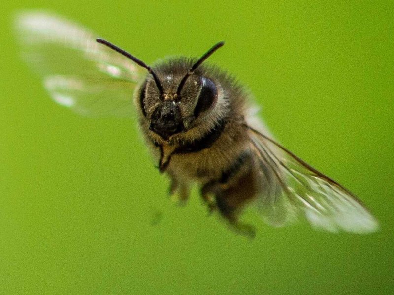 Ziemlich wilde Bienen