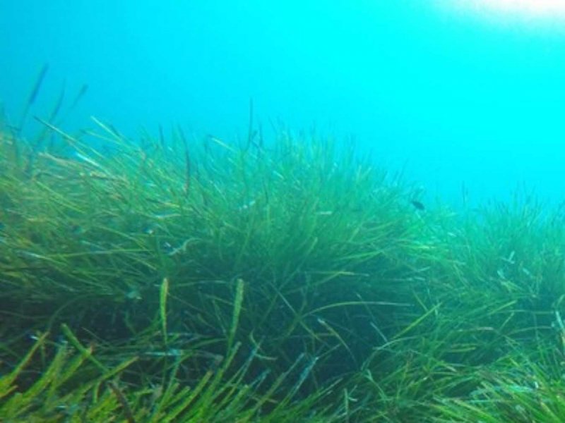 Seagrass