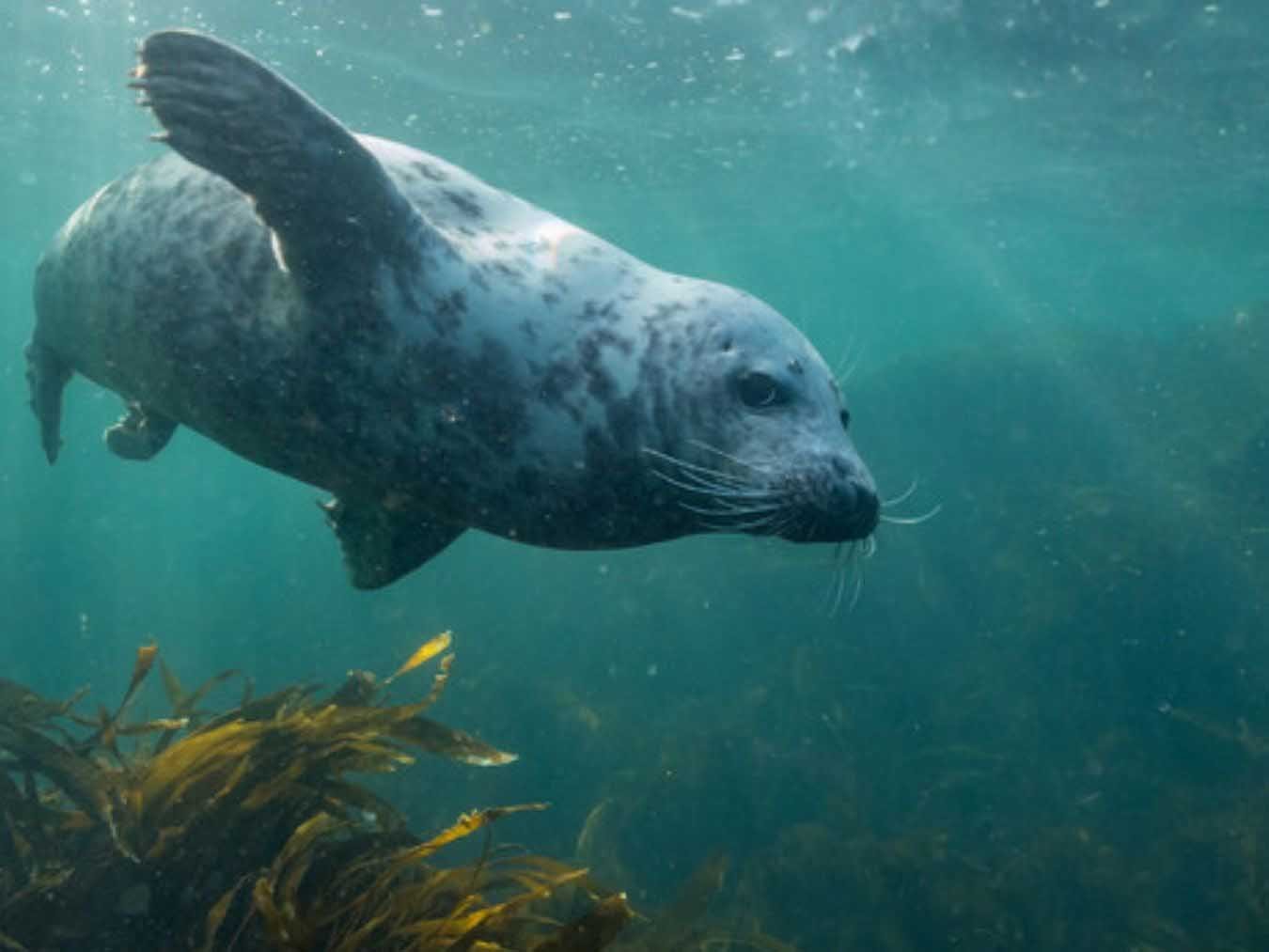 Unsere Meere – Naturwunder Ostsee