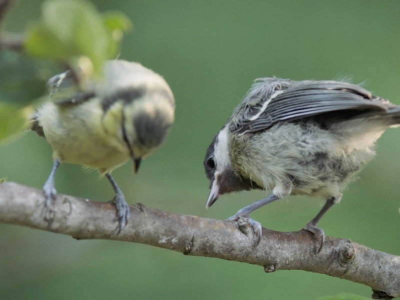 Superbirds – The Secret Life Of Tits