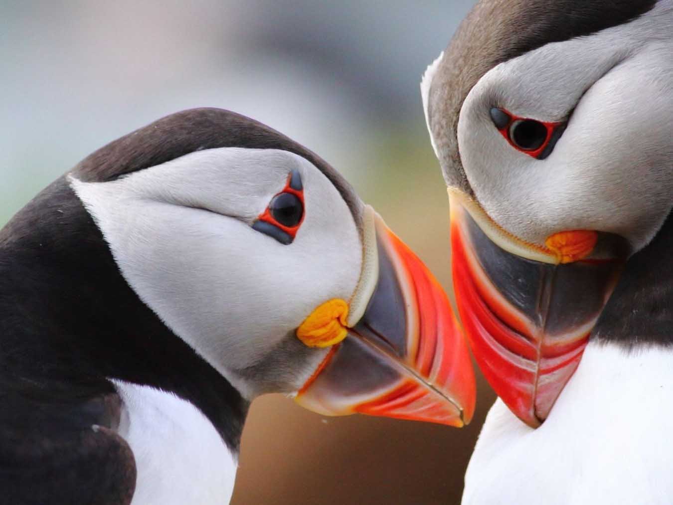 Wildes Wales - Spirit of the Dragon