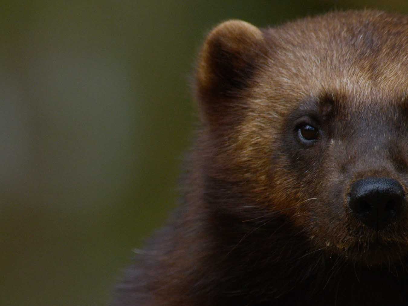 Wolverine - One Tough Mother