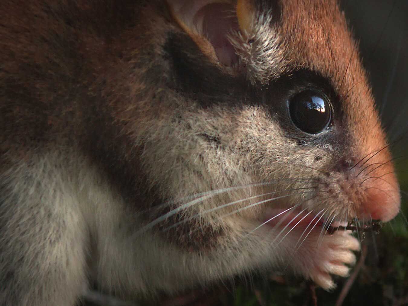 SOKO Gartenschläfer