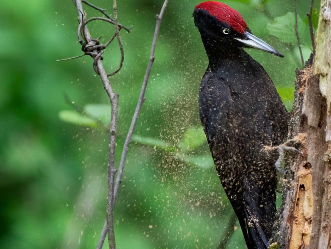 Knock, Knock - A Woodpecker's World