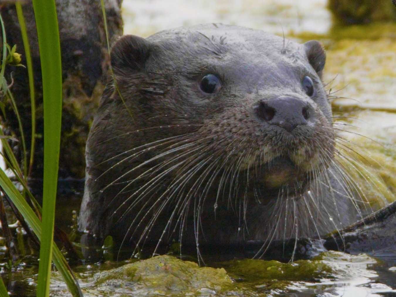 The otter, a legend returns