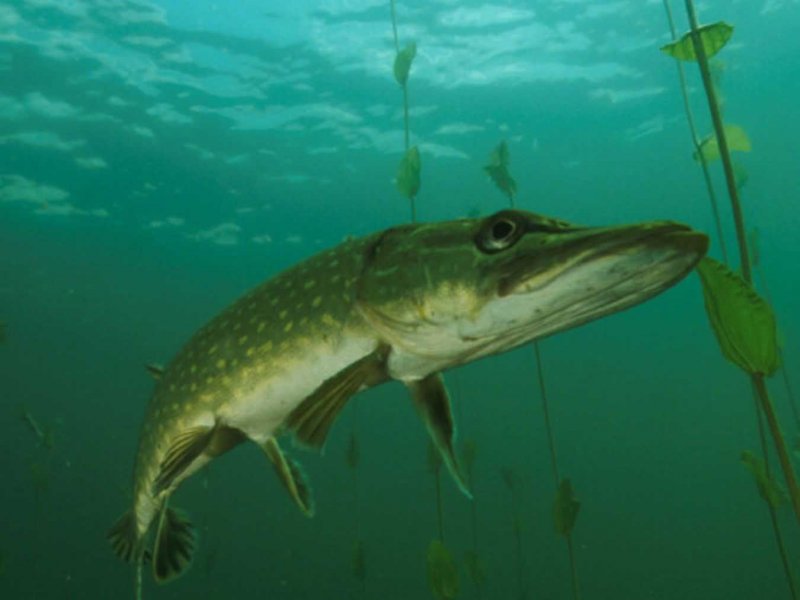 Mecklenburg's secret water wilderness