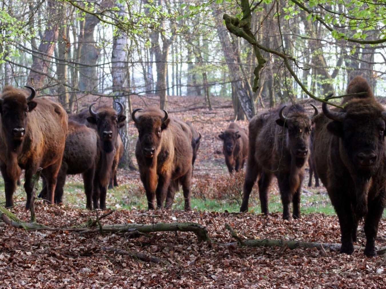 Das Oder-Delta – Grenzenlose Wildnis an der Ostsee