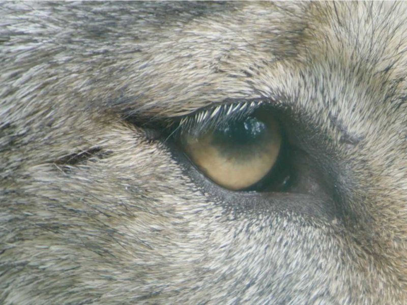 Wolf