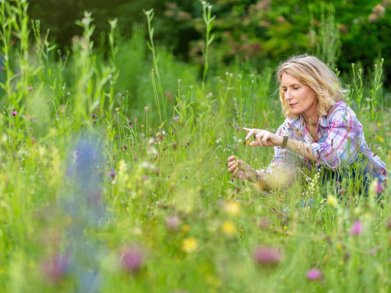 Das Ende der Insekten?