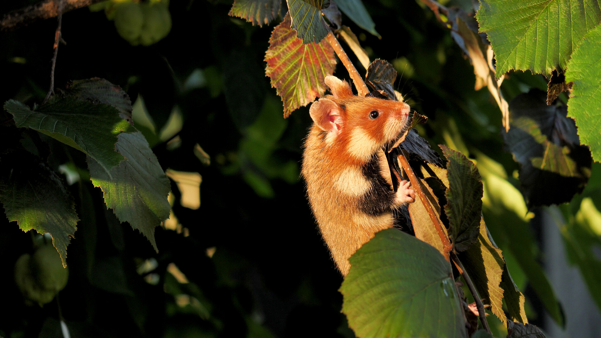 Die letzten Feldhamster