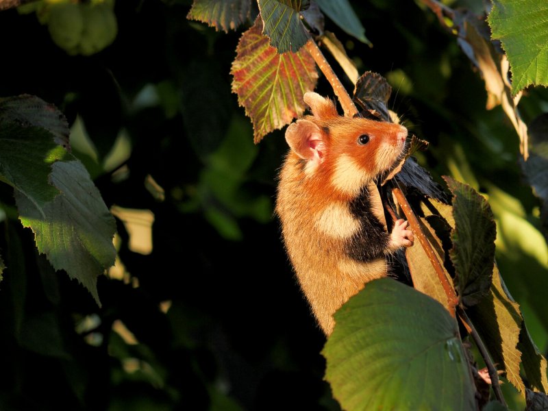 Die letzten Feldhamster