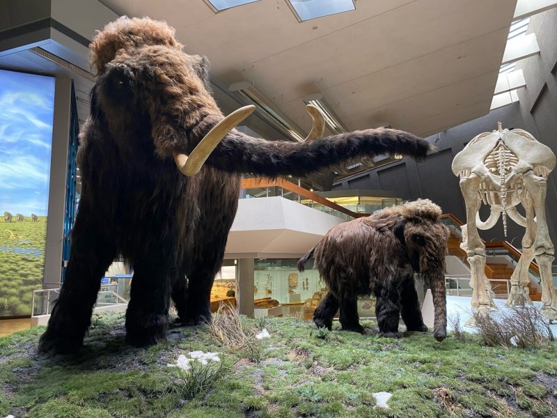 Ein Mammut-Projekt &ndash; Wiedergeburt ausgestorbener Arten