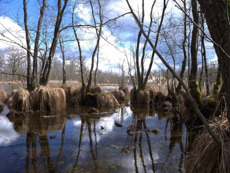 Europas Amazonien &ndash; Das gro&szlig;e Auenland