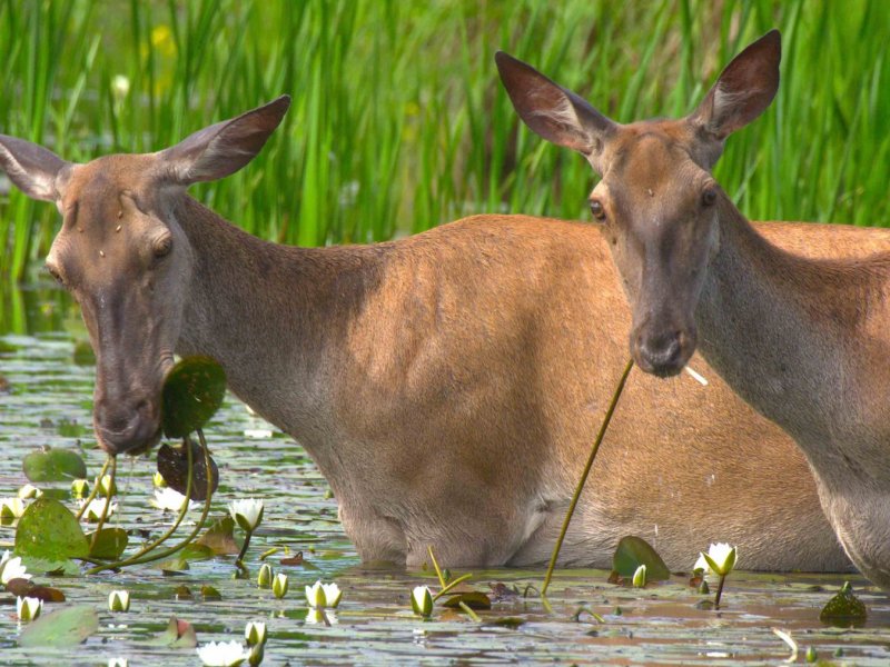 Europas Amazonien &ndash; Die lange Reise