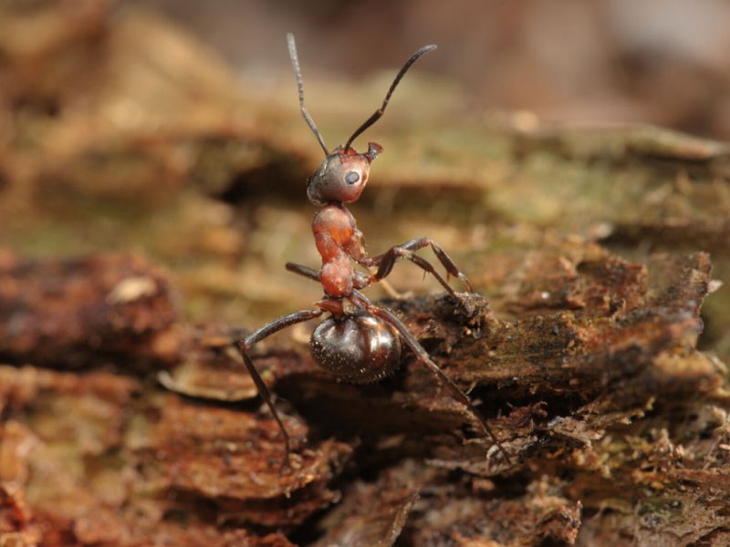 Die fabelhaften Insekten &ndash; Ameisen