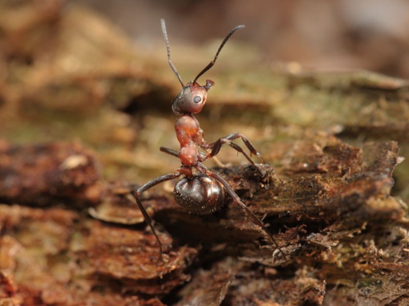 The fabulous Insects &ndash; Ants