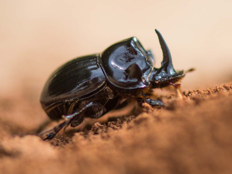 Fabulous Insects &ndash; Beetles