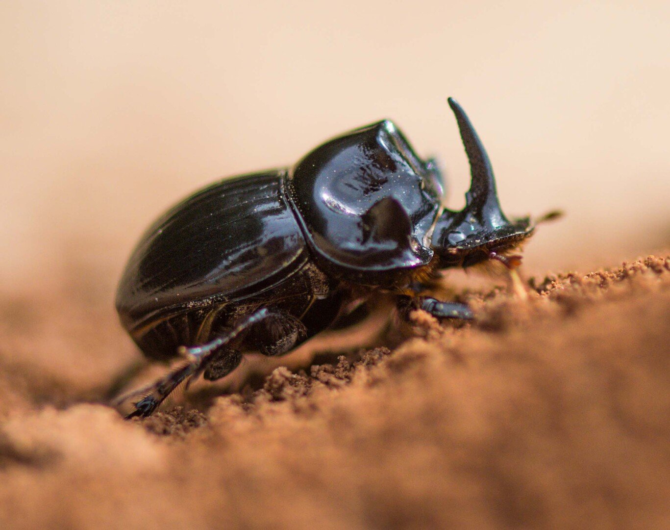 Fabulous Insects - Beetles