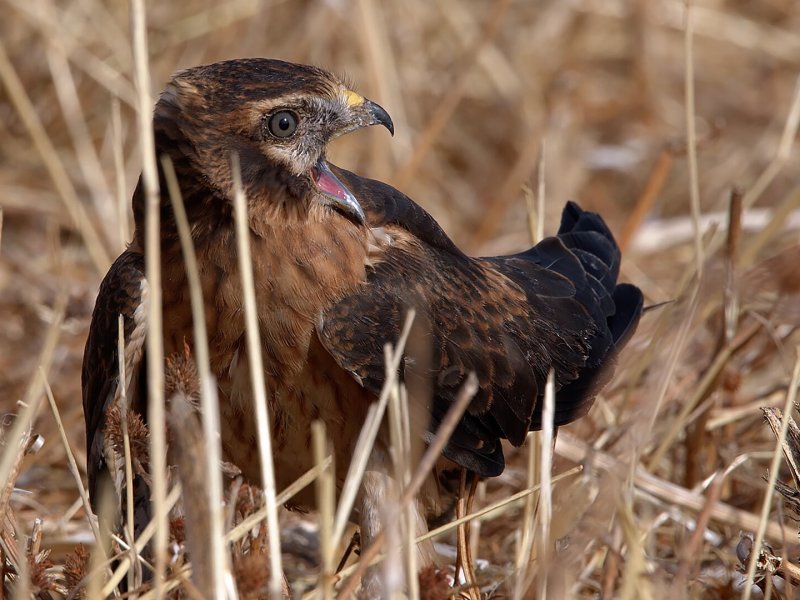 Harrier&rsquo;s Plight